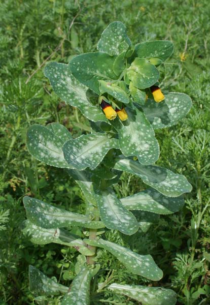 Cerinthe major, Erba-tortora, Erba-vajola maggiore, Scarlattina, Succiamele, Gioggiacca, Tittiacca