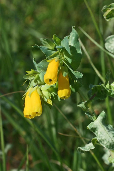 Cerinthe major, Erba-tortora, Erba-vajola maggiore, Scarlattina, Succiamele, Gioggiacca, Tittiacca