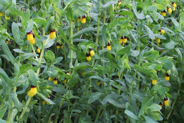 Cerinthe major, Erba-tortora, Erba-vajola maggiore, Scarlattina, Succiamele, Gioggiacca, Tittiacca