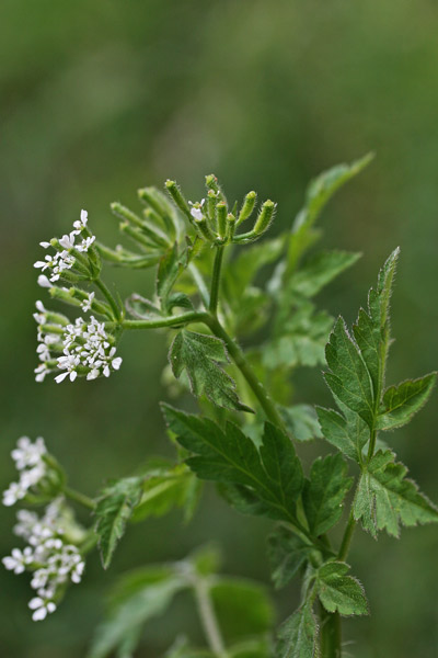 Chaerophyllum nodosum, Cerfoglio vescicoso