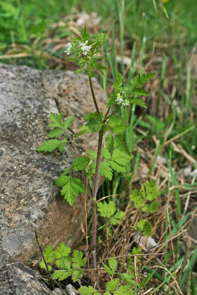 Chaerophyllum nodosum, Cerfoglio vescicoso