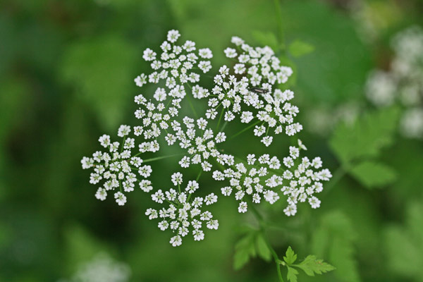 Chaerophyllum temulum, Cerfoglio inebriante