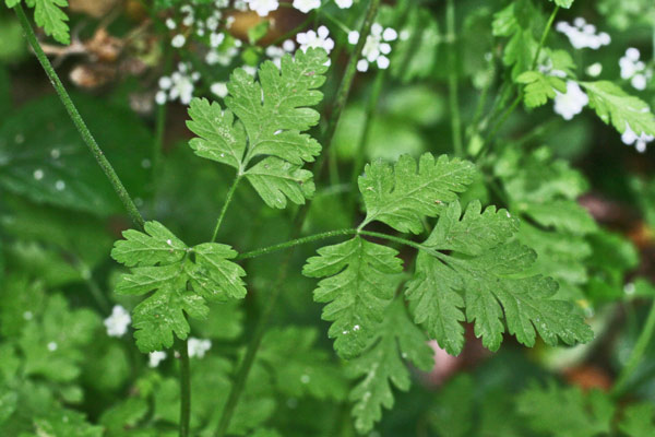 Chaerophyllum temulum, Cerfoglio inebriante