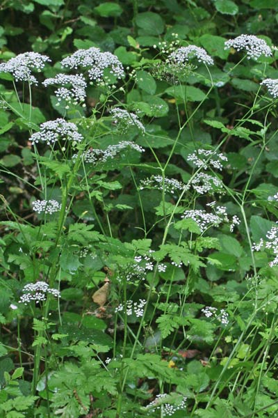 Chaerophyllum temulum, Cerfoglio inebriante