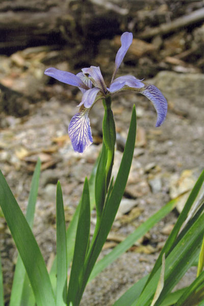 Chamaeiris foetidissima, Giaggiolo puzzolente, Giglio dei morti, Iride puzzolente, Iris fetidissima