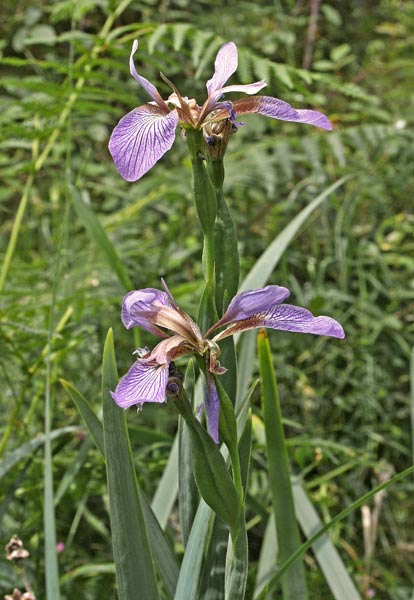 Chamaeiris foetidissima, Giaggiolo puzzolente, Giglio dei morti, Iride puzzolente, Iris fetidissima