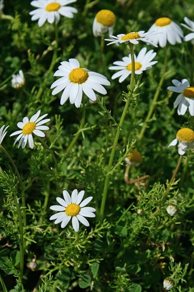 Chamaemelum fuscatum, Camomilla precoce, Sitzia arrabiosa