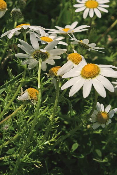 Chamaemelum fuscatum, Camomilla precoce, Sitzia arrabiosa