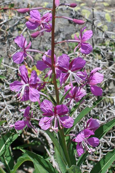 Chamaenerion angustifolium, Erba di S. Antonio, Garofanino maggiore, Epilobio