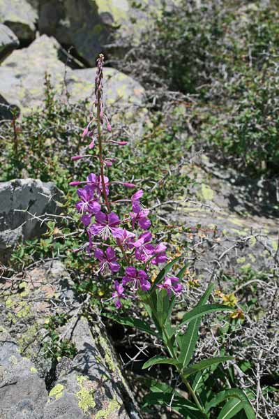 Chamaenerion angustifolium, Erba di S. Antonio, Garofanino maggiore, Epilobio