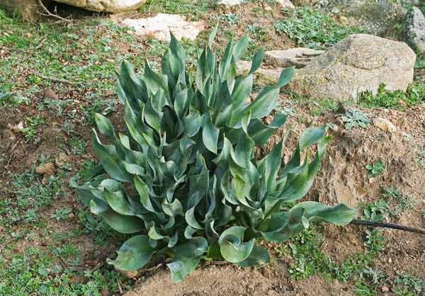 Squilla  pancration, Cipolla marina, Scilla, Squilla, Ambridda, Cibudda de mari, Squidda