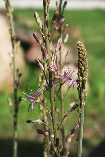 Squilla undulata, Scilla ondulata