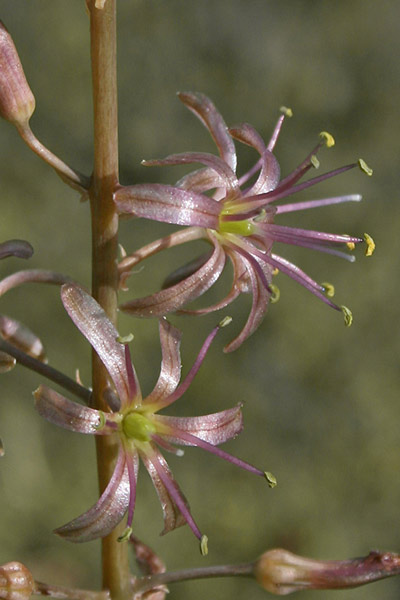 Squilla undulata, Scilla ondulata