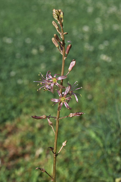 Squilla undulata, Scilla ondulata