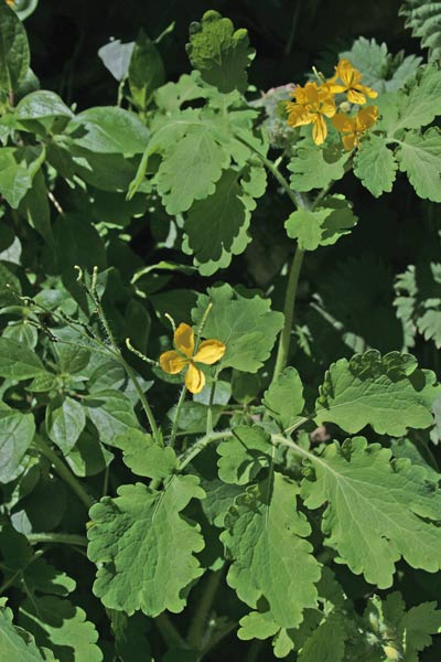 Chelidonium majus, Celidonia, Erna porraia, Chelidonia, Erba de intzerras, Erba de tzerras