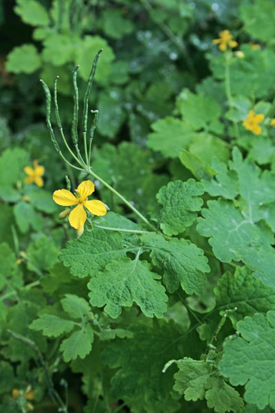 Chelidonium majus, Celidonia, Erna porraia, Chelidonia, Erba de intzerras, Erba de tzerras