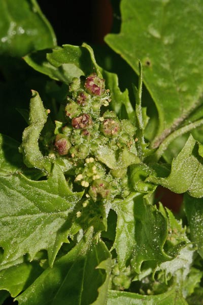 Chenopodiastrum murale, Farinello murale, Cadone, Cadoni, Cado(n)i, Caroni, Catone, Codone