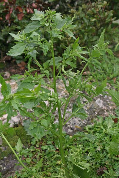 Chenopodiastrum murale, Farinello murale, Cadone, Cadoni, Cado(n)i, Caroni, Catone, Codone