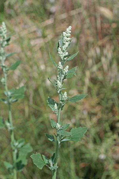 Chenopodium album, Farinello selvatico, Farinello color amaranto, Cadoni, Cado(n)i