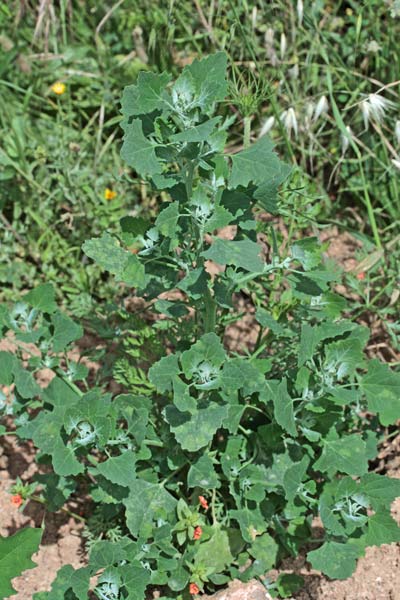 Chenopodium album, Farinello selvatico, Farinello color amaranto, Cadoni, Cado(n)i