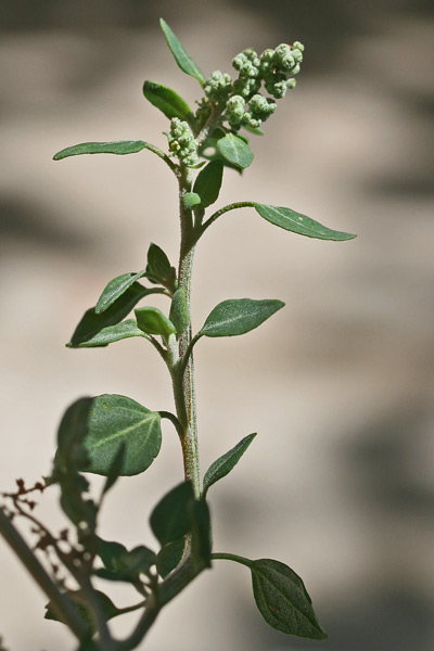 Chenopodium vulvaria, Brinaiola, Connina, Chenopodio puzzolente, Farinello puzzolente, Alba cunnina, Alba puzzinosa, Cadoni burdu, Cadoni pudesciu, Cado(n)i budesciu, Cunnina, Erba pudescia, Erba pudida, Erba pudia