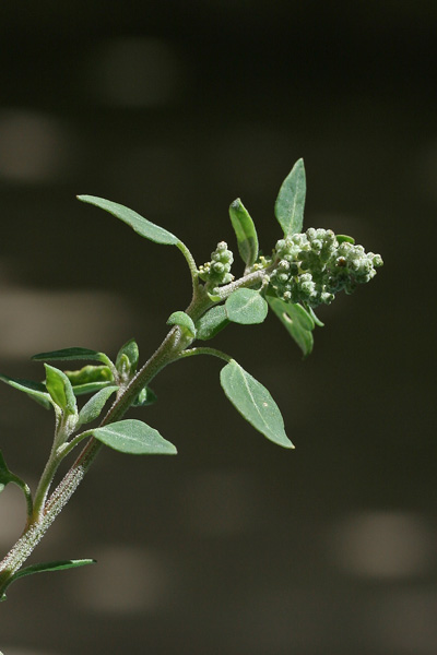 Chenopodium vulvaria, Brinaiola, Connina, Chenopodio puzzolente, Farinello puzzolente, Alba cunnina, Alba puzzinosa, Cadoni burdu, Cadoni pudesciu, Cado(n)i budesciu, Cunnina, Erba pudescia, Erba pudida, Erba pudia