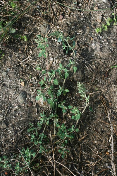 Chenopodium vulvaria, Brinaiola, Connina, Chenopodio puzzolente, Farinello puzzolente, Alba cunnina, Alba puzzinosa, Cadoni burdu, Cadoni pudesciu, Cado(n)i budesciu, Cunnina, Erba pudescia, Erba pudida, Erba pudia