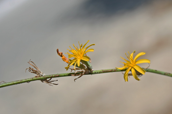 Chondrilla juncea, Lattugaccio comune, Cagliuca, Lattaredda, Limpora, Limporra, Liporra, Lisporra, Mammacicca, Mammalucca, Porru