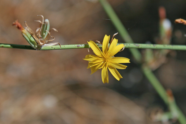 Chondrilla juncea, Lattugaccio comune, Cagliuca, Lattaredda, Limpora, Limporra, Liporra, Lisporra, Mammacicca, Mammalucca, Porru