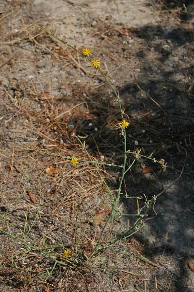 Chondrilla juncea, Lattugaccio comune, Cagliuca, Lattaredda, Limpora, Limporra, Liporra, Lisporra, Mammacicca, Mammalucca, Porru