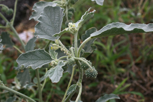 Chrozophora tinctoria, Tornasole comune, Erba de soli