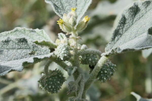 Chrozophora tinctoria, Tornasole comune, Erba de soli