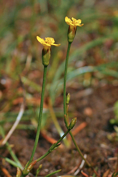 Cicendia filiformis, Cicendia comune