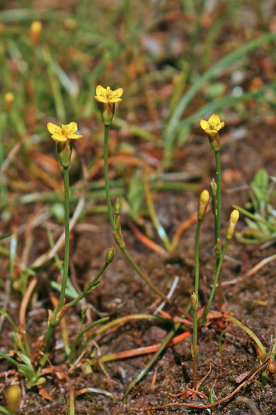 Cicendia filiformis, Cicendia comune