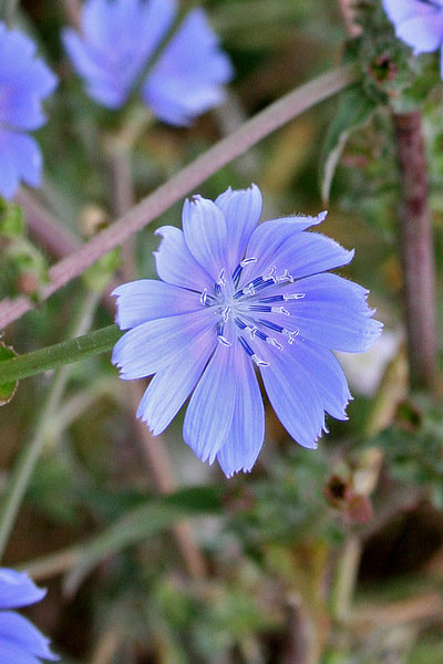 Cichorium intybus, Cicoria, Radicchio, Lattiedda proceddina, Zicoria