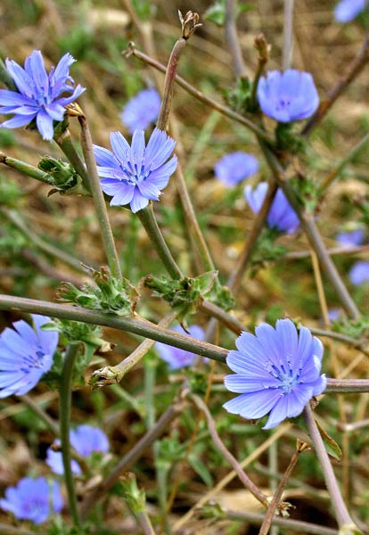 Cichorium intybus, Cicoria, Radicchio, Lattiedda proceddina, Zicoria