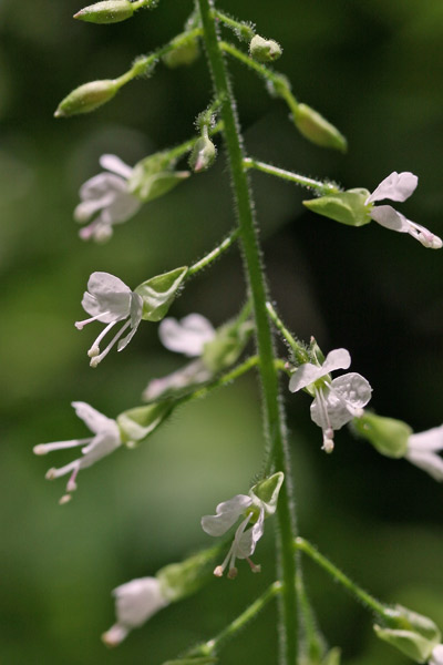 Circaea lutetiana, Erba maga comune