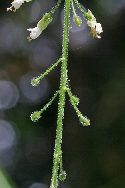 Circaea lutetiana, Erba maga comune