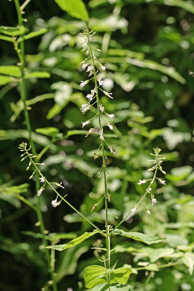 Circaea lutetiana, Erba maga comune