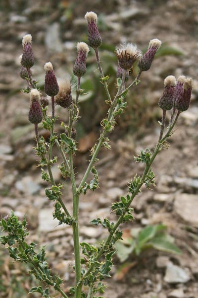 Cirsium arvense, Cardo campestre, Cirsio, Scardaccione, Stoppione , Bardu aininu, Spin'e pastori