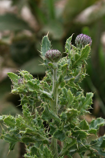 Cirsium arvense, Cardo campestre, Cirsio, Scardaccione, Stoppione , Bardu aininu, Spin'e pastori