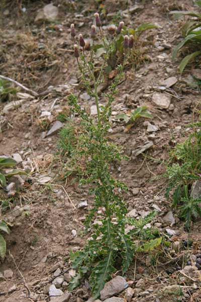 Cirsium arvense, Cardo campestre, Cirsio, Scardaccione, Stoppione , Bardu aininu, Spin'e pastori