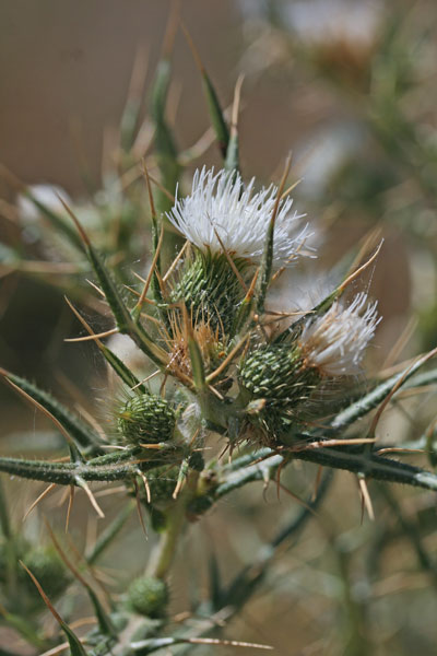 Epitrachys italica, Cardo italico