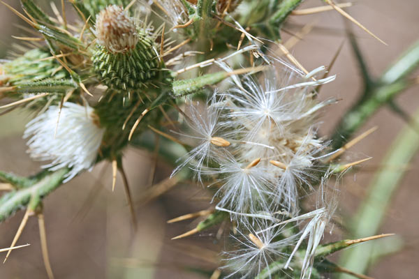 Epitrachys italica, Cardo italico