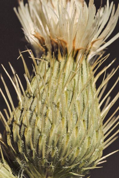 Epitrachys italica, Cardo italico