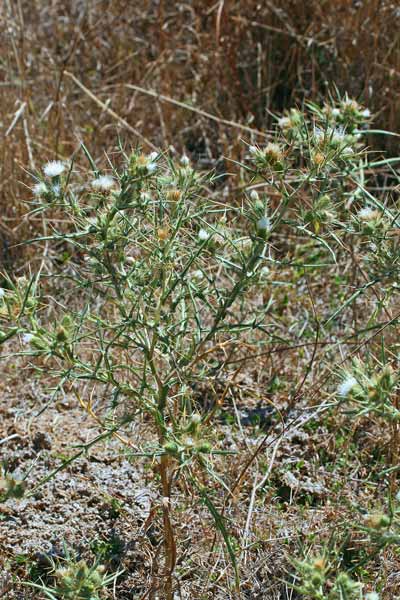 Epitrachys italica, Cardo italico