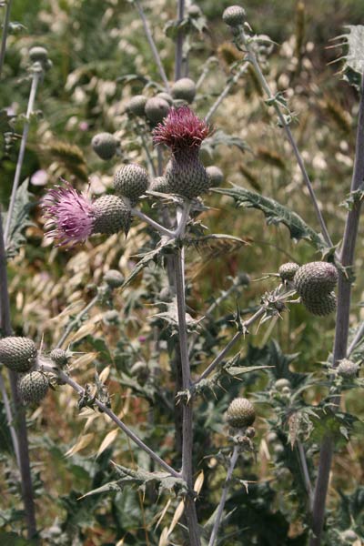 Lophiolepis scabra, Cardo scabro, Bardu ainìnu, Bardu candela, Cardu aininu