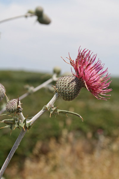 Cirsium scabrum, Cardo scabro, Bardu ainìnu, Bardu candela, Cardu aininu