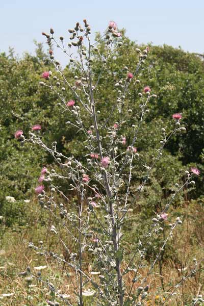 Cirsium scabrum, Cardo scabro, Bardu ainìnu, Bardu candela, Cardu aininu