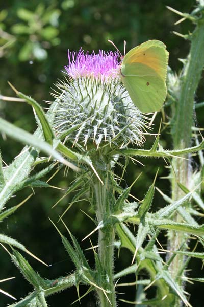 Cirsium vulgare subsp. silvaticum, Cardo asinino, Baldu de S. Juanne, Cadr'e mobentis